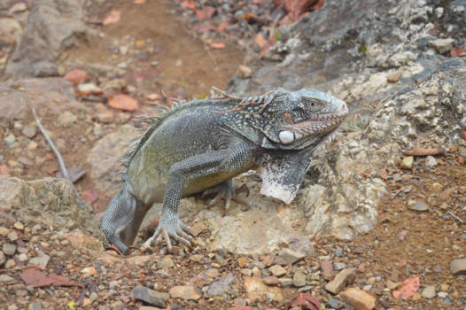Curaçao - Wildlife Curacao !