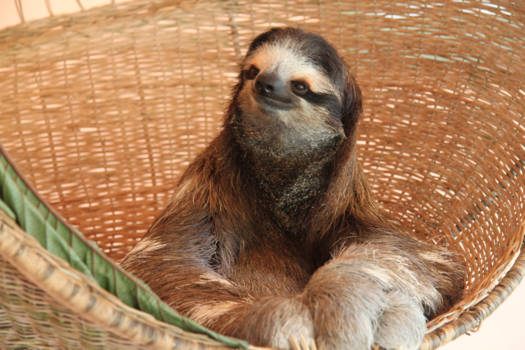 Costa Rica - Sloth Sanctuary