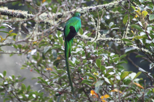 Costa Rica - Quetzal