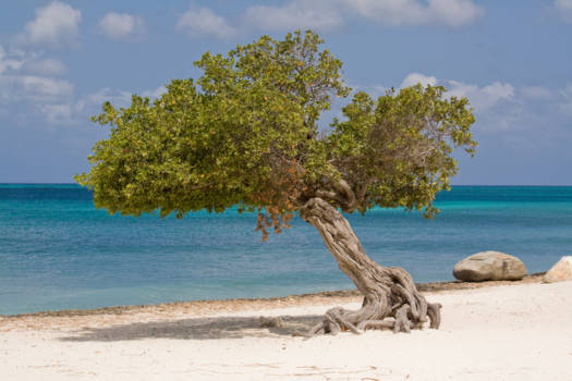 Aruba - De meest gefotografeerde boom van Aruba.