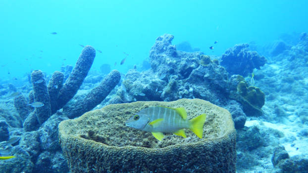 Curaçao - PADI brevet