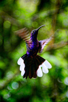 Costa Rica - Hummingbird, Costa Rica