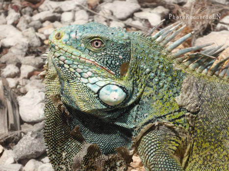 Curaçao - Curaçaose  'Boomkip'  ofwel in het Nederlands leguaan