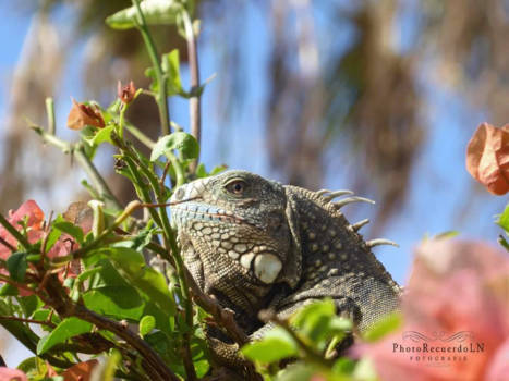 Curaçao - Boomkip bij zwembad