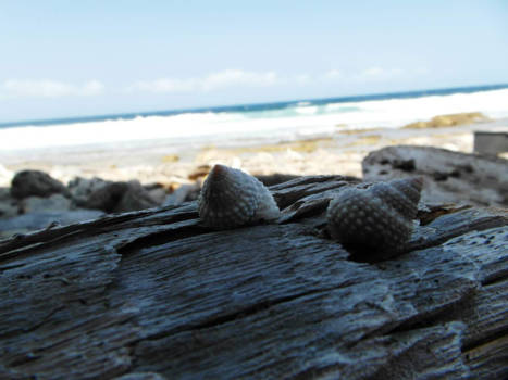 Curaçao - stukje ongerepte natuur....