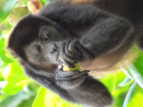 Costa Rica - Howler monkey encounter