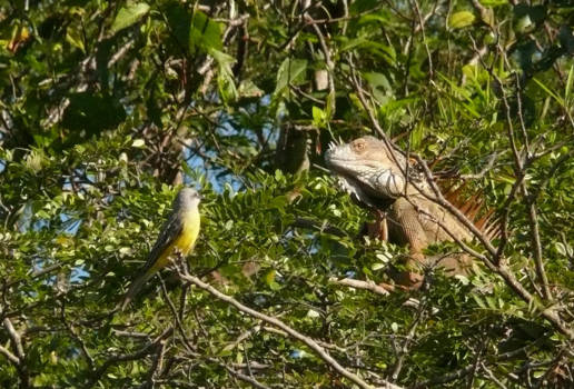 Costa Rica - The beauty and the beast