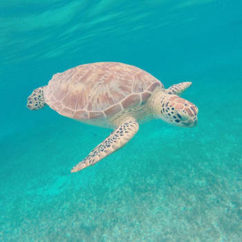 Mexico - Cute sea turtle swimming in the blue ocean