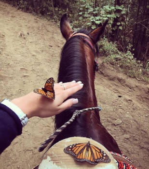 Merida - Butterflies