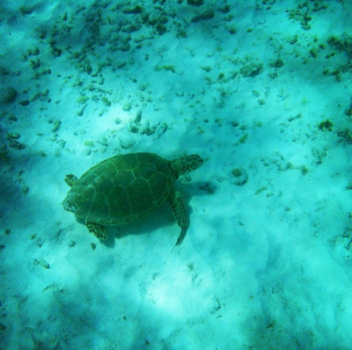 Curaçao - Betoverend Curaçao