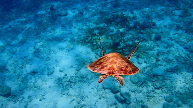Curaçao - The ocean is like paradise