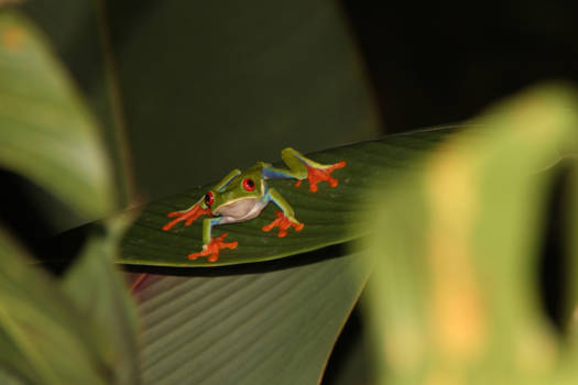 Costa Rica - kip/kikker, ik heb je!