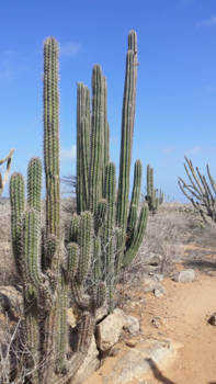 Aruba - Cactii landscape