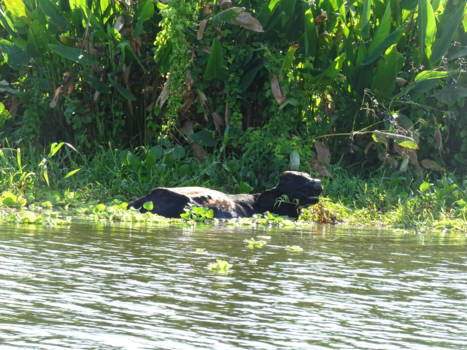 Costa Rica - De zeer zeldzame waterkoe