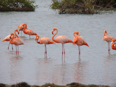 Bonaire - Flamingo's op Bonaire