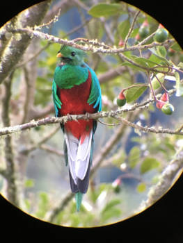 Costa Rica - Quarzal spotten wauwwww