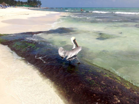 Playa del Carmen - Jonge pelikaan