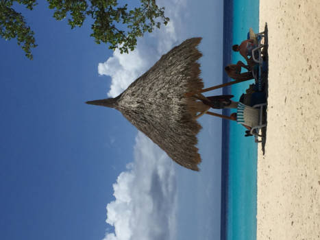 Curaçao - Zwijmel op het strand