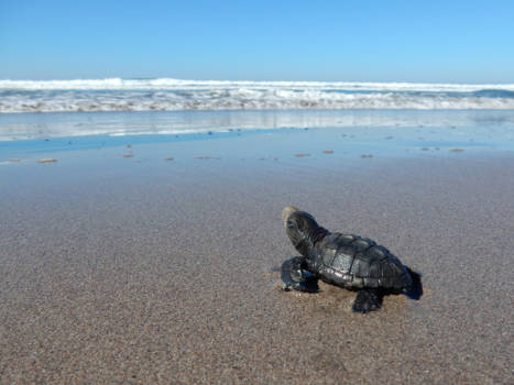 Mexico - Turtle release - baby schildpadje op weg naar zee