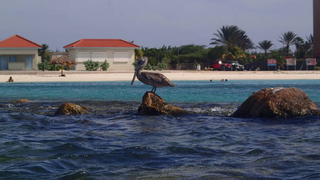 Aruba - Pelikaan