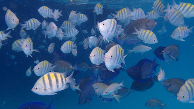 Aruba - Onderwaterwereld