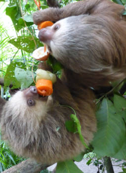 Costa Rica - dinner time!