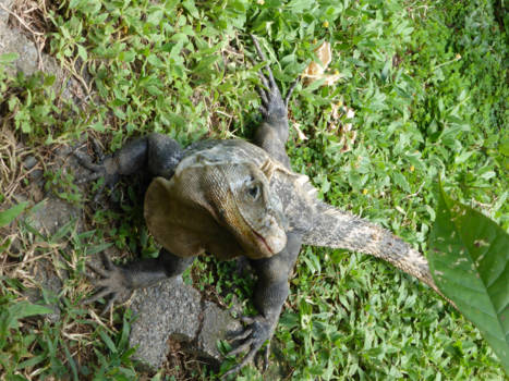 Costa Rica - Een gezellig maatje naast de deur van de kamer