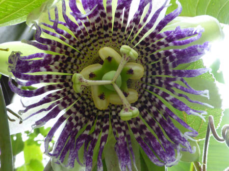 Costa Rica - Ook de kleine dingen zijn prachtig