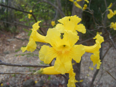 Curaçao - De mooiste boom ter wereld