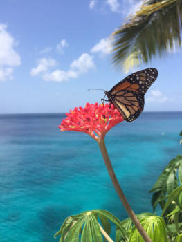 Curaçao - Paradise Curacao Lagun