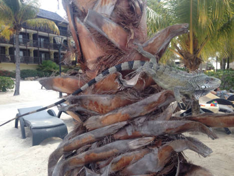 Curaçao - Je komt ze overal tegen!