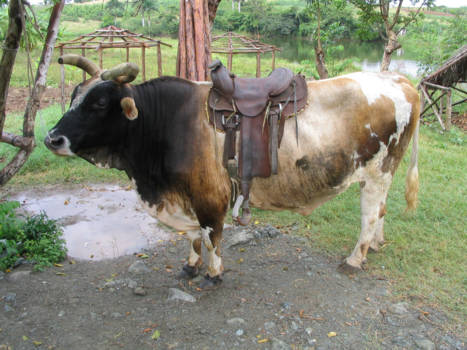 Cuba - "Alternatief vervoermiddel "