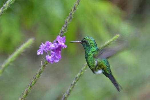Costa Rica - Kolibri