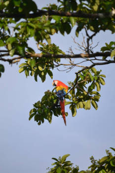 Costa Rica - Ara hoog in de bomen