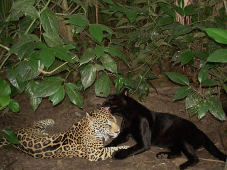 Belize - Black and white