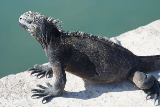 Cancun - Santa Cruz island, galapagos islands