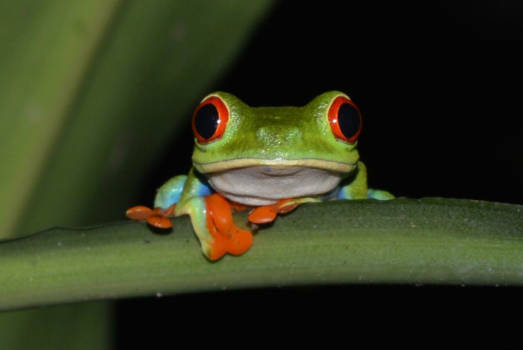 Costa Rica - Mooi groen is niet lelijk!