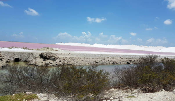 Bonaire - Colours of salt.