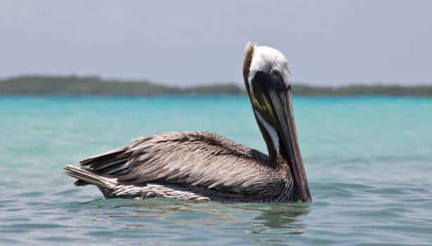 Bonaire - Beautyfull relaxing pelican @ beach with turtles