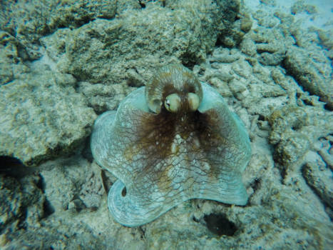Bonaire - Amazing Octopus #diving paradise