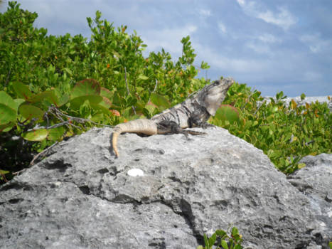 Mexico - natuur Mexico