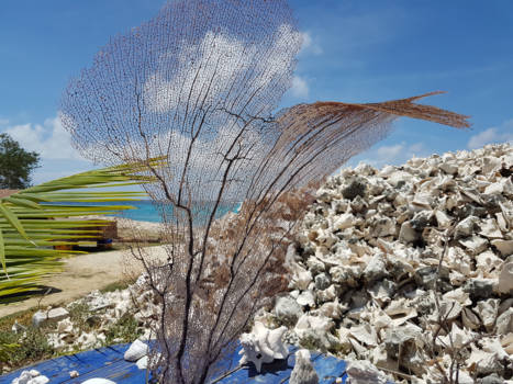 Bonaire - Streetart on Bonaire!