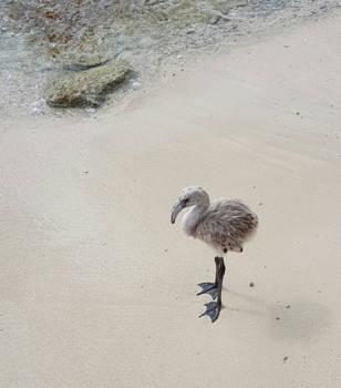 Bonaire - Jonge flamingo