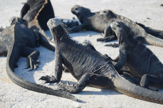 Cancun - Sunbathing @ Santa Cruz, Galapagos