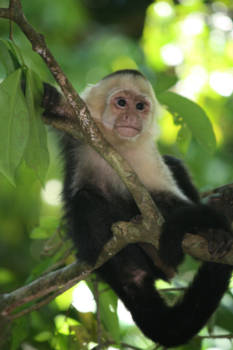 Costa Rica - Pasfoto? Dan mag ik toch niet lachen....