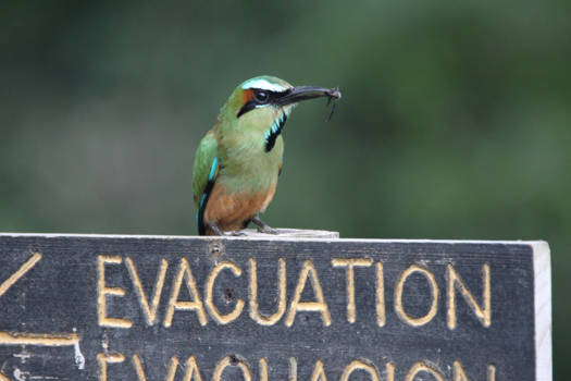 Costa Rica - Evacuation, help I can't escape