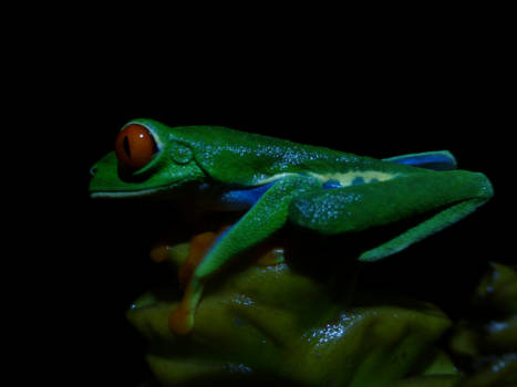 Costa Rica - Roodoogmakikikker