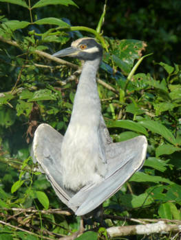 Tortuguero National Park - Don't look, I'm nude