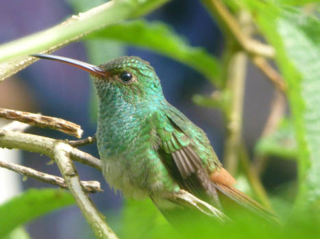 Costa Rica - Hummingbird