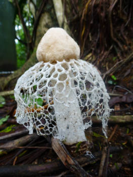 Costa Rica - Ballerina